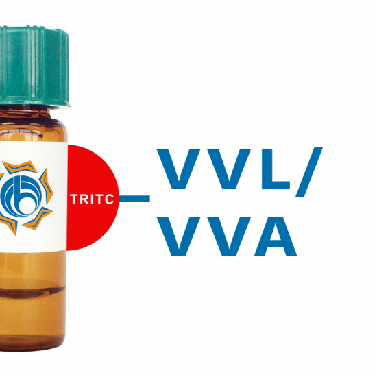 Vicia Villosa Lectin (VVL/VVA) - TRITC (Rhodamine) | BioWORLD