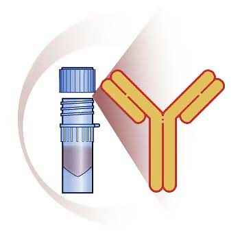 Goat Anti-Rabbit IgG (H+L) Secondary Antibody, Cy3 Conjugated