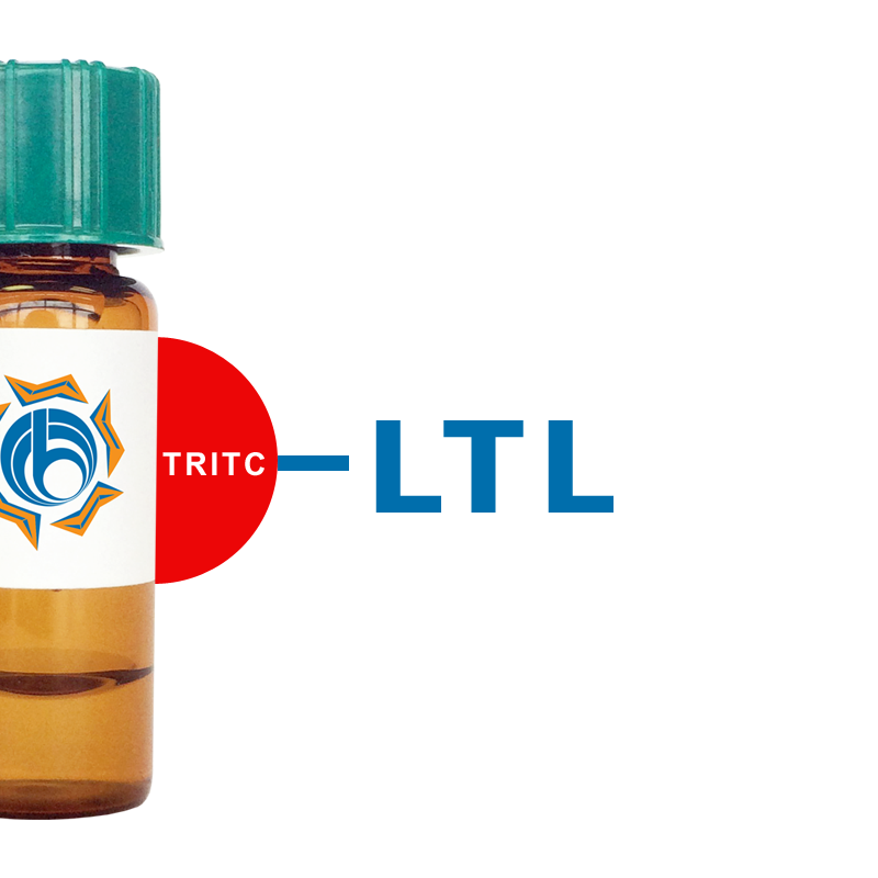 Lotus Tetragonolobus Lectin (LTL) - TRITC (Rhodamine) | BioWORLD