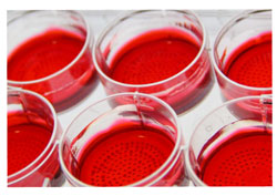 Luria-Bertani (LB) Agar Plates w/ Kana-25 & X-Gal (No IPTG) | bioWORLD