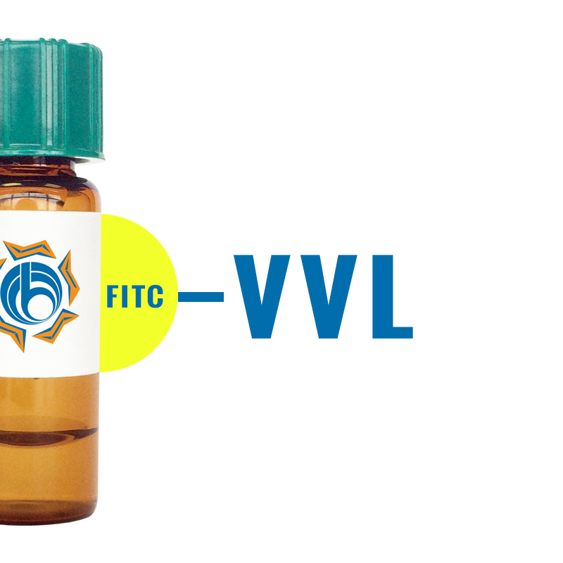 Vicia Villosa Lectin (VVL/VVA) - FITC (Fluorescein) | BioWORLD